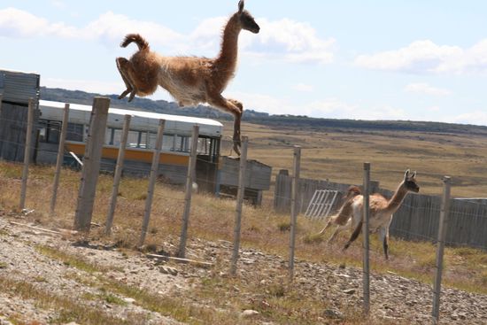 Guanaco- aus dem Stand!!