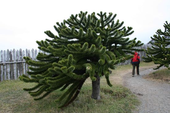 Diese Baume sind typisch fuer Chile