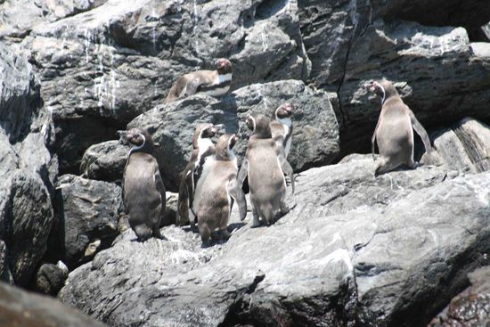 Humboldt- Pinguine