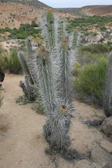 Kaktus (was ne Ueberraschung) im Valle Deschantes