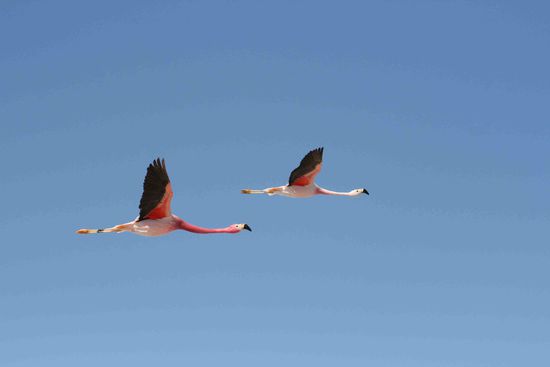 Fliegende Flamingos ( ob James Flamingo, Andenflamingo oder Chilenischer hab ich vergessen...)