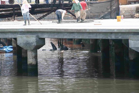 Seeloewen im Hafen von Iquique