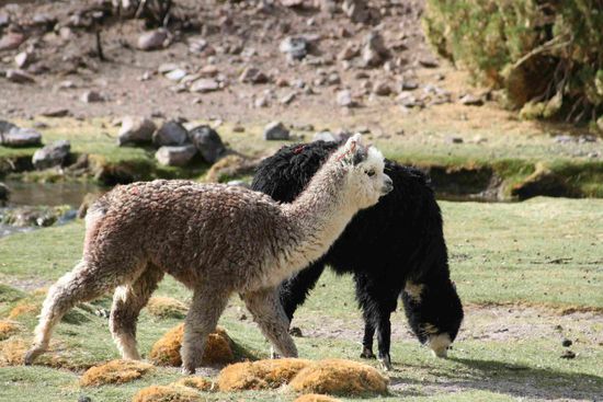 Alpacas