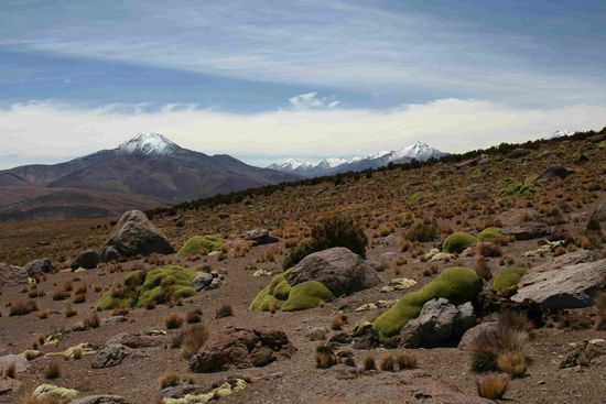 Vulkane mit Yareta (gruene Pflanzen waechst nur ueber 4.000m)