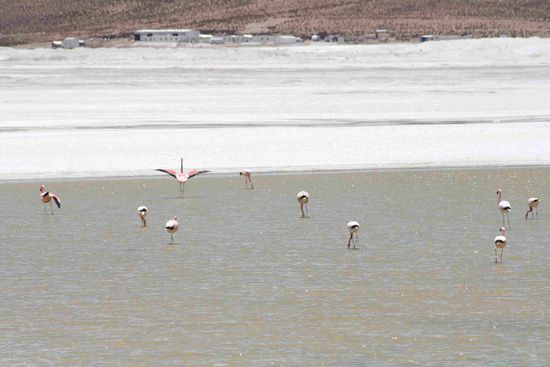 Salar de Surire