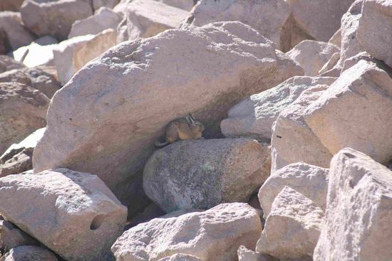 Vizcacha