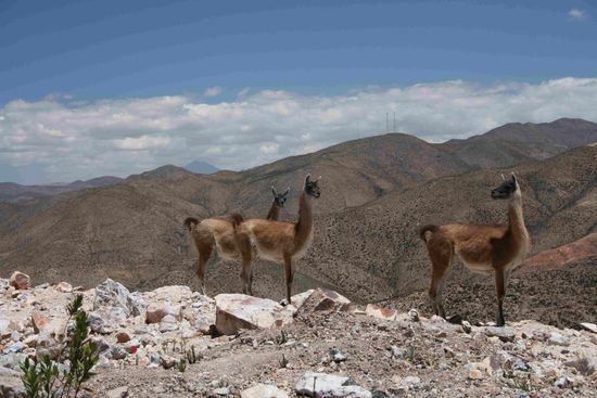 Guanacos (ohne Tele aufgenommen)