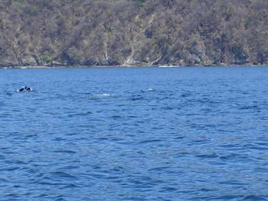 Leider kein besseres Foto von den Delfinen 