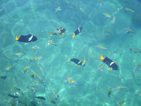 Eine Unterwasserkamera brauchte man nicht.