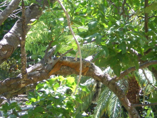 Selbst die Baumhöhrnchen gammeln hier nur rum.