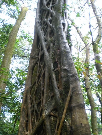 Ein Baum im Griff der Würgefeige, innen der Wirt, außen die verholzten Lianen.