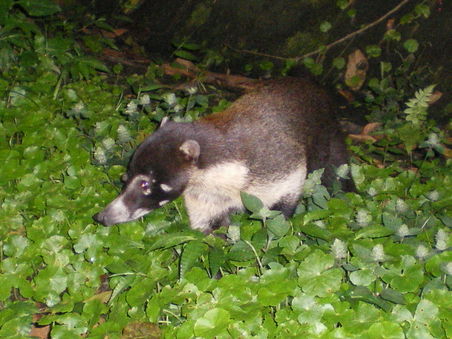Abends lief uns noch ein Weißrüßellbär über den Weg...