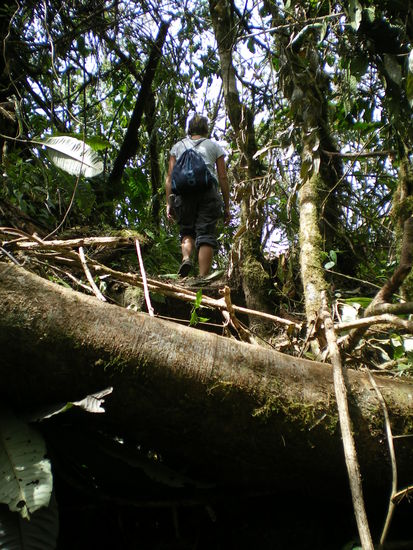 ... über Stock (noch höher) ...