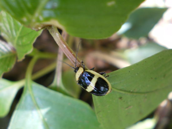 Tiere haben wir nicht viele gesehen, diesen kleinen hier und eine Vielzahl an Vögeln, von Falken über Kolibris zu weiss der was für Geiern und noch viele, viele mehr 
