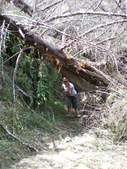 Die Stürme an der Karibikküste reichten bis hierher und haben unzählige Bäume unmgeknickt...