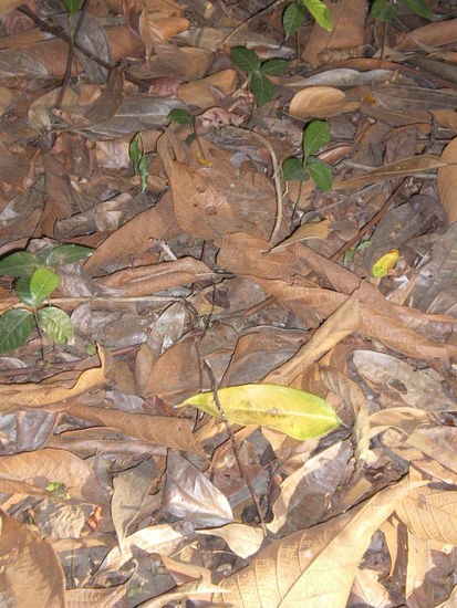 Über dem gelben Blatt, eine etwa Handgroße Hüpfspinne