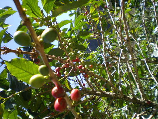 Und dann fanden wir sie endlich, rote gut gereifte Kaffeebohnen