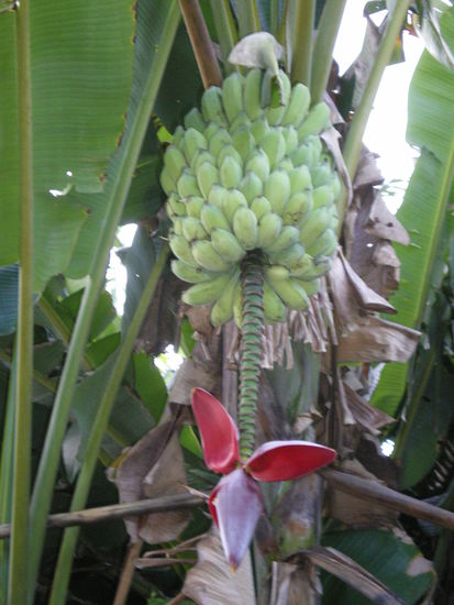 Bananen am Straßenrand