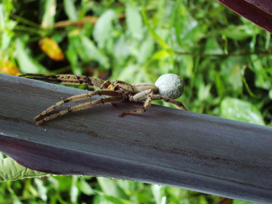 Aus einer Kaktee scheuchte Omar diese Hangroße Spinne, die Kugel hinten sind Eier...