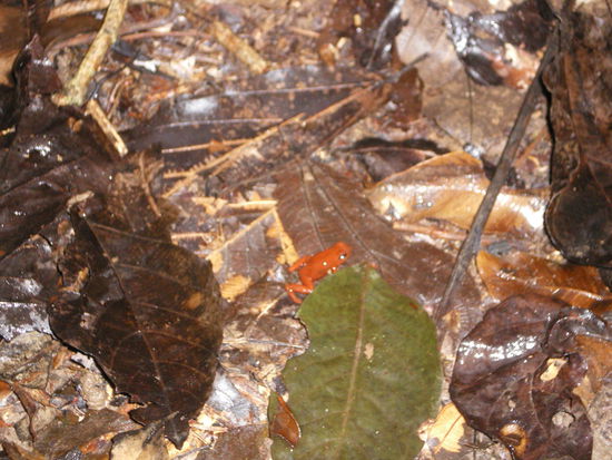 Ein roter Pfeilgiftfrosch