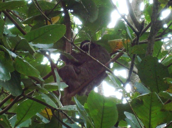 ... ein Faultier, mit Baby. Unter dem Arm sieht man das Kleine.