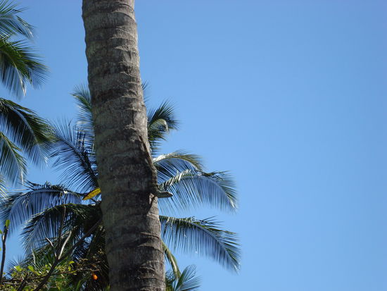 Ein Leguan direkt vor unserem Zimmer