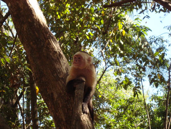Auf dem Weg zum Wasserfall - Kapuzineräffchen hautnah