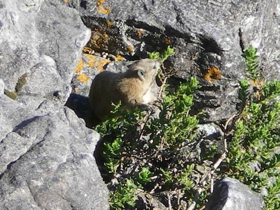 Als einziger an dem Tag schaffte ich es einen Dassie (Klippschliefer) zu fotografieren.