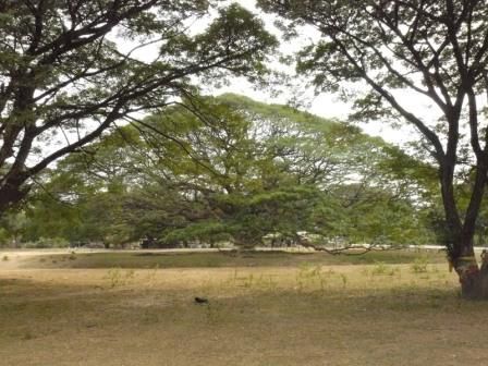 Grosser Baum