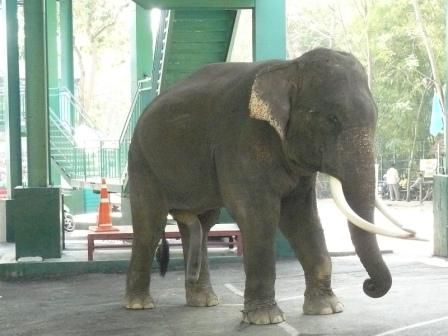 Elefant mit 5 Beinen???