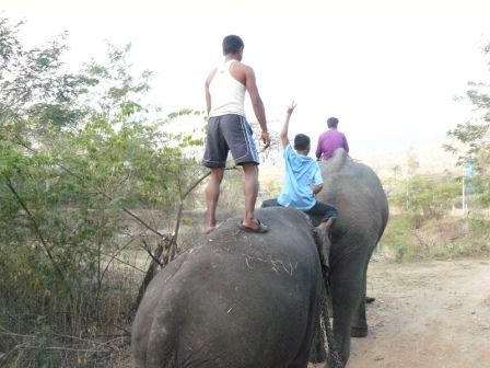 die Mahouts waren super nett. Obwohl keiner die Sprache des anderen beherrschte und die Jungs vielleicht ab und zu ein wenig viel von dem Gruenzeug um uns herum geraucht haben, hatten wir richtig viel Spass.