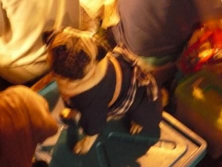 cooler Mops mit Schleifchen auf dem Rucken