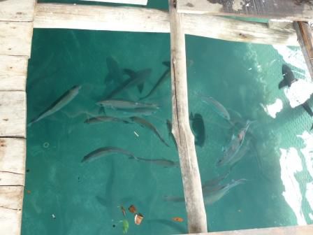 Restaurant mit grossem Fischbecken unter dem Boden... aeh den zwei Brettern auf denen wir sassen. Ganz unten erkennt man auch die Babyhaie.