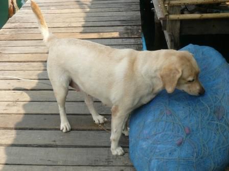 @Kiki und Arne: Vermisst Ihr Euren Hund? Aila war mit im Fischerdorf