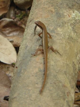 Salamander im Dschungel