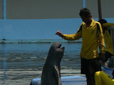 Ein "Kein-Nasen-Delphin"