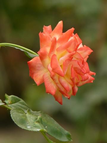 Aber die Rosen waren ganz nett. Zumindest konnte ich meine Kamera hier ein wenig ausprobieren. Ist doch ganz huebsch geworden, was?