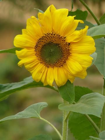 Eine Sunflower -extra fuer dich ISA -