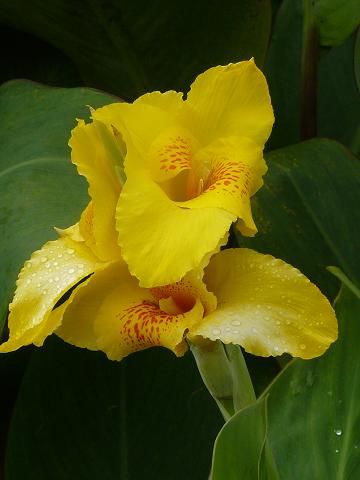 und noch ne huebsche Blume