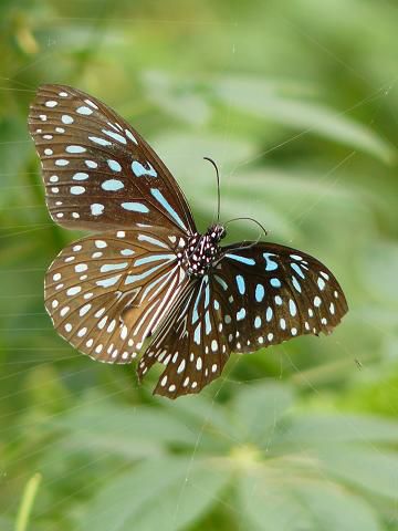 wunderschoene Schmetterlinge in enormer Groesse.