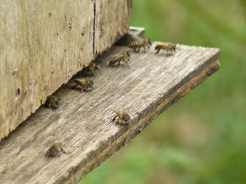 Bienchen