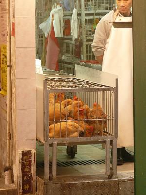 mmh, welches Huhn nehm ich mir denn jetzt vor?