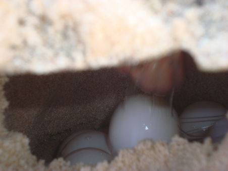 Pro Nest werden rund 120 Eier gelegt