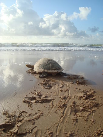 Todmüde schleppt sich die Schildkröte wieder zurück ins Meer.