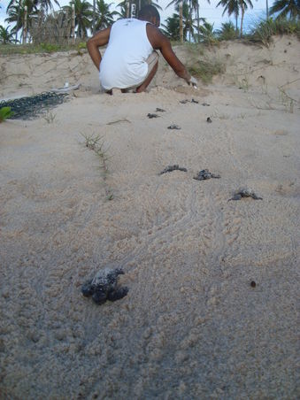 Bei einem anderen Nest hilft der Tamarmitarbeiter den letzten Schildkrötchen, den Weg an die Oberfläche und ins Meer zu finden.