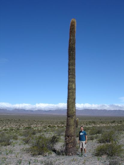 Ein solcher Kaktus wächst ca 1cm/ Jahr. Ganz schön alt das Ding...