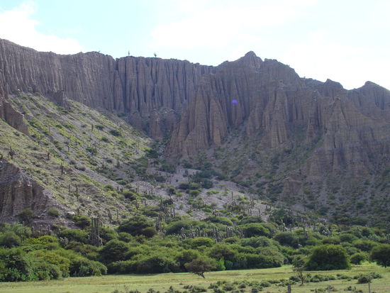 Und wieder Kakteen in einem Canyon
