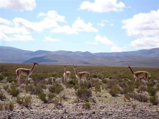 Eine Guanaco-Familie. Diese Tiere sind etwa 1.8m gross und leben auf 3500m