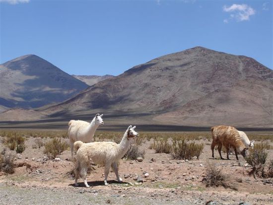 Lamas