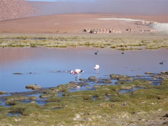 Laguna mit Flamingos